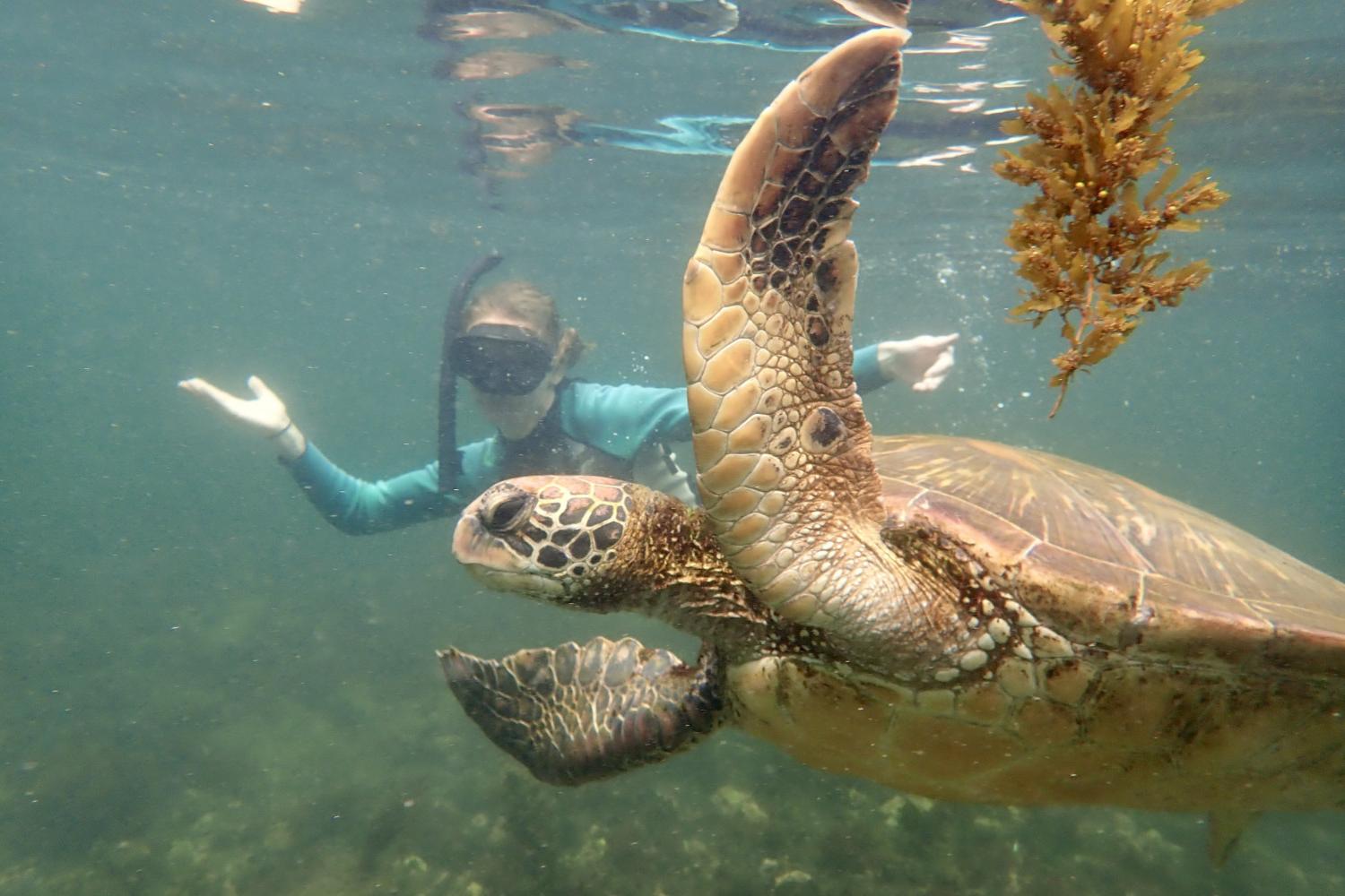 一名<a href='http://hiwj.ngskmc-eis.net'>全球十大赌钱排行app</a>学生在Galápagos群岛游学途中与一只巨龟游泳.